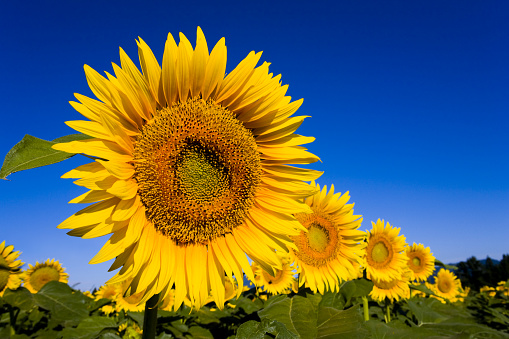 Sunflowers Against Clear Blue Sky