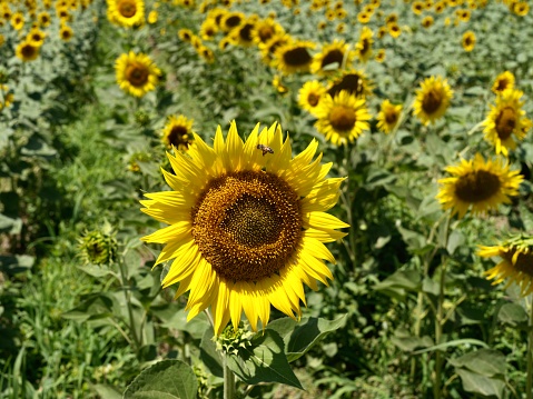 sunflowers