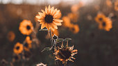 istock sunflowers under a sunset in warm colours 1396903893