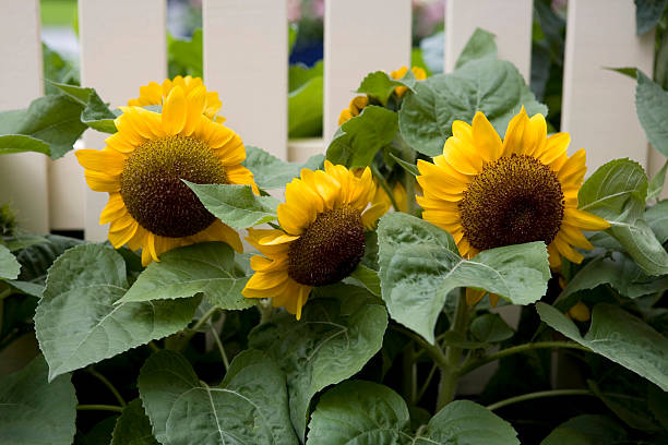 Sunflowers with fence stock photo