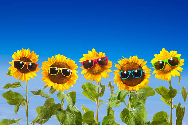 sunflowers-with-sunglasses-picture-id606211270?k=6&m=606211270&s=612x612&w=0&h=nrqGSb5hmWlUlKu_Wz5gR6D3VkGdtgyPQvyDSbuwiwI=