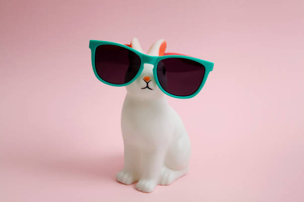 Sunglasses bunny stock photo