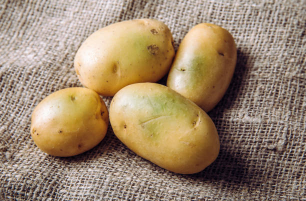 Sunlight and warmth turn potatoes skin green witch contain high levels of a toxin, solanine which can cause sickness and is poisonous. Do not buy and eat green potatoes! Heap on sackcloth. stock photo