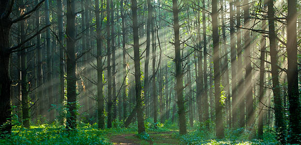 Sunlight Filtering Through a Misty Foggy Forest Sunlight filtering through a misty forest.I invite you to view some of my other Forest images: boreal forest stock pictures, royalty-free photos & images