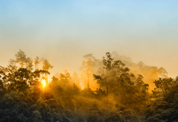 sunlight in foggy forest - or forest fire - digital artery - fire portugal imagens e fotografias de stock