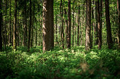 istock Sunlight in thick forest 1291476539