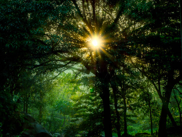 Sunlight in trees of green forest,beautiful nature stock photo