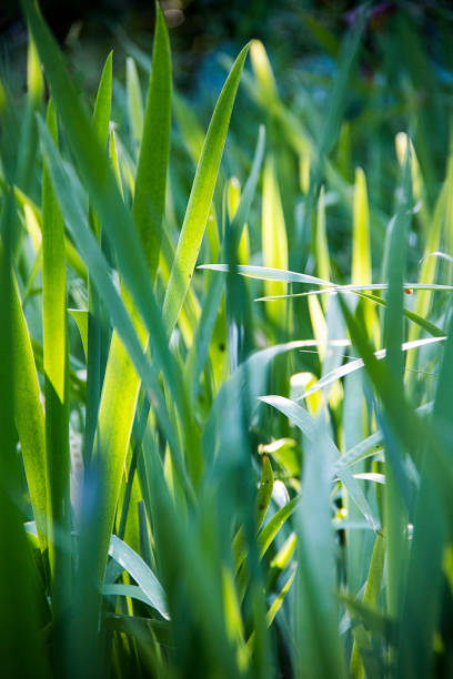 luz solar sobre la hierba en highland park rochester new york - highland park fotografías e imágenes de stock