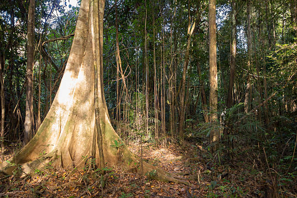 Sunlight Penetrating Dense Vegetation in the Amazon Jungle stock photo