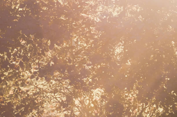 木の葉を通る日光。日光の下で光沢のある葉。森の中の黄金の葉と美しい背景。自然の背景 - 木漏れ日　影 ストックフォトと画像