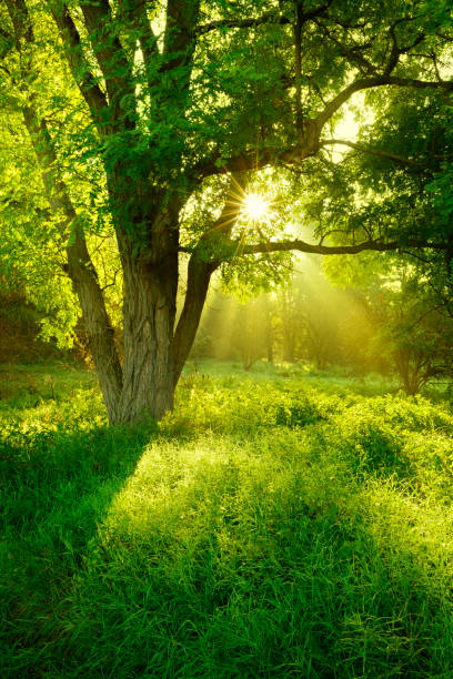 Sunlit Foggy Forest with Black Locust Tree on Clearing stock photo