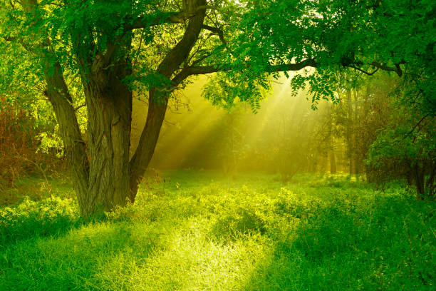 Sunlit Foggy Forest with Black Locust Tree on Clearing Clearing in the Forest illuminated by sunbeams through Fog tranquil scene stock pictures, royalty-free photos & images