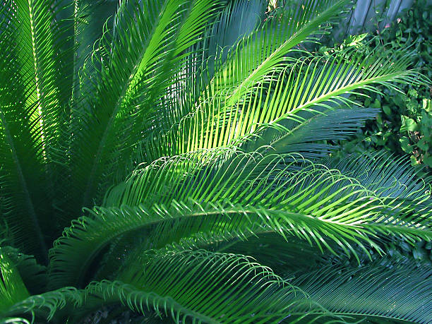 Sunlit Palm stock photo