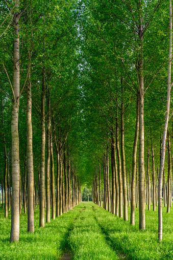 I Want To Buy Used Com >> Sunny Artificial Forest With Similar Young Green Trees In ... I Want To Buy Used Com >> Sunny Artificial Forest With Similar Young Green Trees In ...