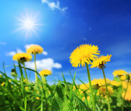 Sunny Blue Sky Over Yellow Dandelion Flowers Spring Meadow Stock Photo ...