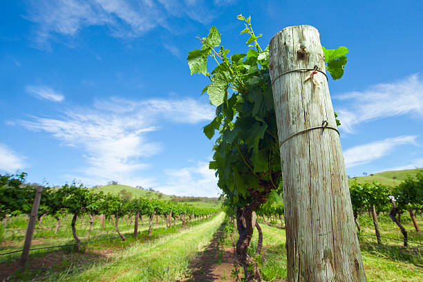 Sunny day on the vine. stock photo