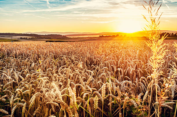sunny noite grainfield - cereal field imagens e fotografias de stock