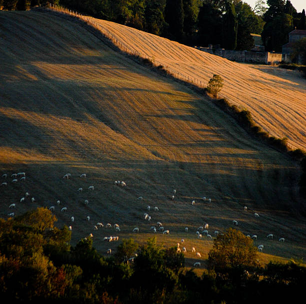 Sunny evening in rural part of Tuscany stock photo