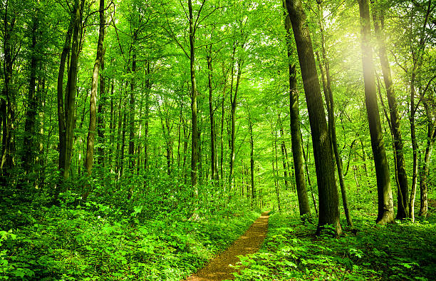 Royalty Free Forest Pictures Images And Stock Photos Istock