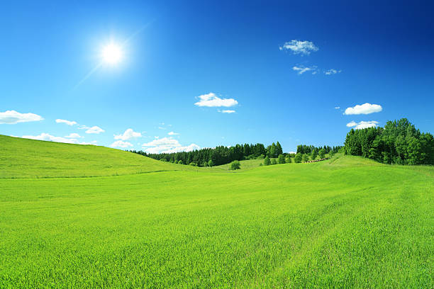 Sunny Landscape - Blue Sky and Field XXXL image stock photo