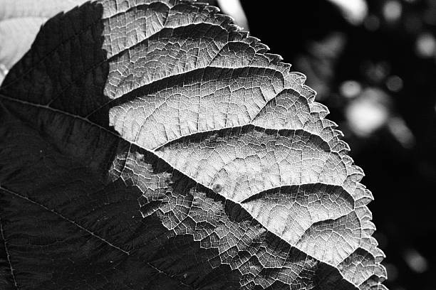 Sunny Mulbreey tree leaf in high contrast stock photo