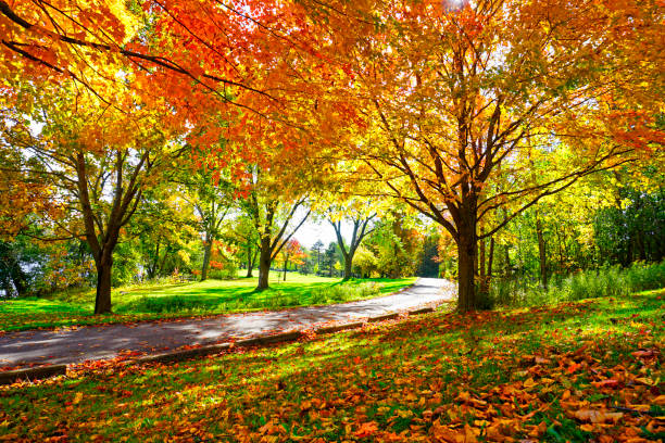 Jalan setapak melalui pohon maple berwarna-warni di taman musim gugur tanpa orang