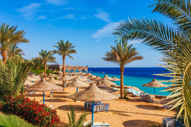 sunny resort beach met palmboom aan de kust van de rode zee in sharm el sheikh, sinaï, egypte, azië in de zomer warm. helder zonnig licht - egypte stockfoto's en -beelden