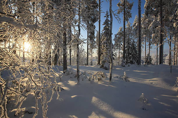 Sunny snowy winter forest, Russia stock photo