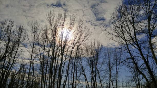 Sunny winter day, looking up through bare trees stock photo