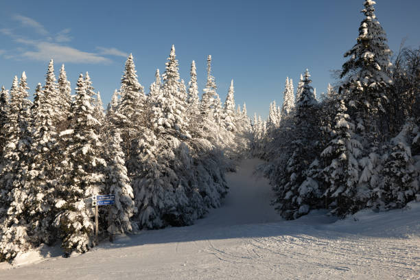 Sunny winter day on snowy hill with forest stock photo