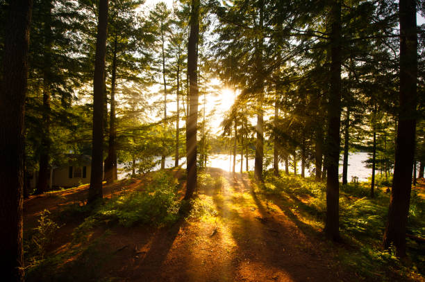 Sunrays filtering to the trees near a cottage stock photo