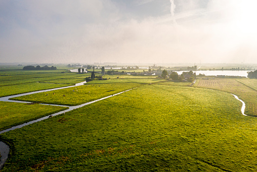 Typical Dutch polder landscape with a grazing cows in the meadow. Many windmills and water. Drone shot.