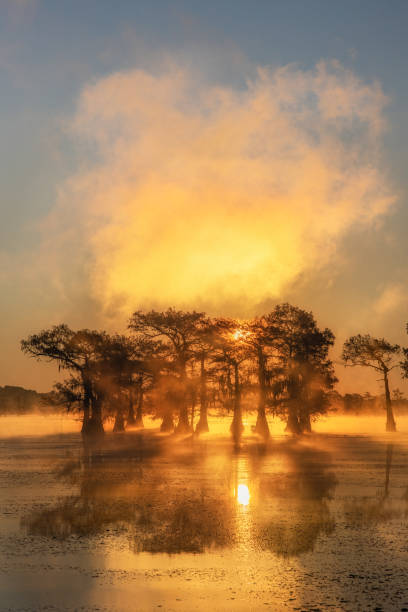 zonsopgang bij moeras bij caddo lake texas - bald cypress tree stockfoto's en -beelden