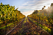 istock Sunrise behind Healdsburg, CA vineyard trees 135415254