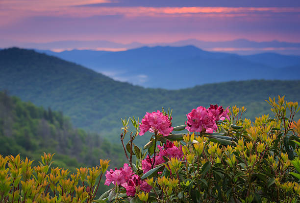 Sunrise Blue Ridge parkway rhododendron stock photo
