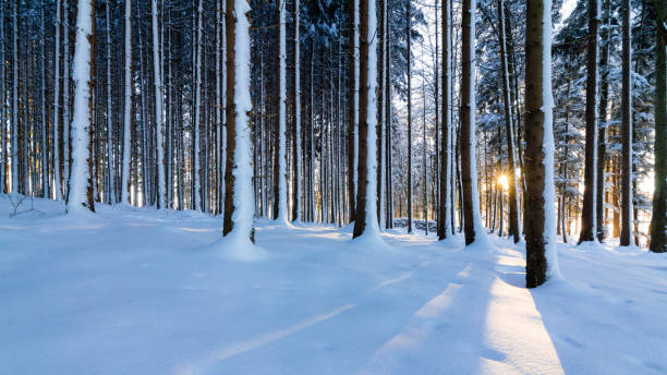 Sunrise in a snowy forest near Salzburg stock photo