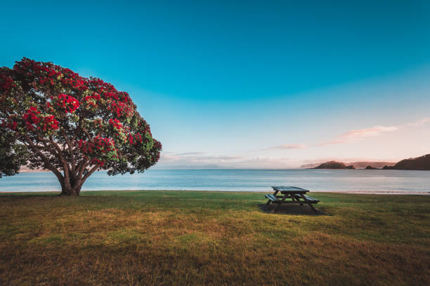 Sunrise in New Zealand Paihia Beach stock photo