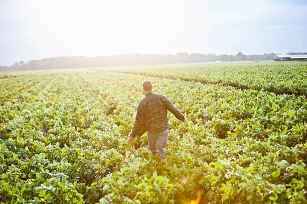 Sunrise on the farm, man working thru crop field A mature man, in his 40s, walking through a potato crop field, bathed in warm, morning sunlight.  We see his back, so he is unrecognizable as he walks away from the camera, arms lifted away from his sides.  The plants are up to his knees, lush, green acres of farmland.  It is a peaceful, serene, majestic scene, with a religious feel. raw potato stock pictures, royalty-free photos & images