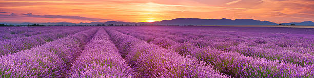 Sunrise over blooming fields of lavender in the Provence, France stock photo