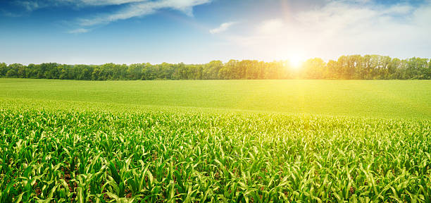 Royalty Free Corn Field Pictures, Images and Stock Photos - iStock