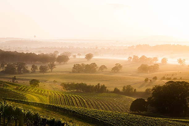 Sunrise over vineyards A sunrise over vineyards, with a balloon floating in the background. vineyard photos stock pictures, royalty-free photos & images