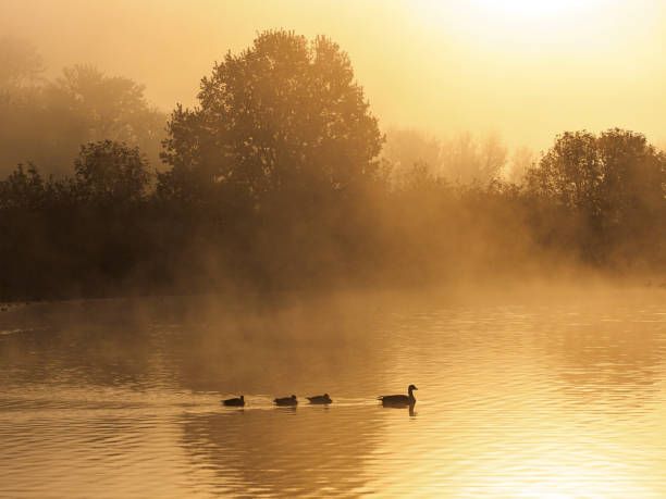 Sunrise Pond Background with Waterfowl Swimming Oregon Willamette Valley stock photo