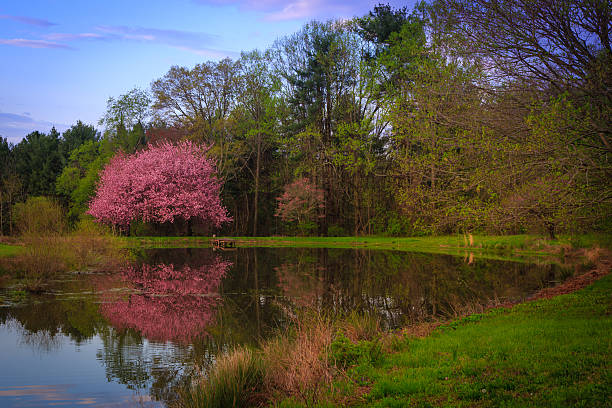 Sunrise pond pink flowering tree stock photo