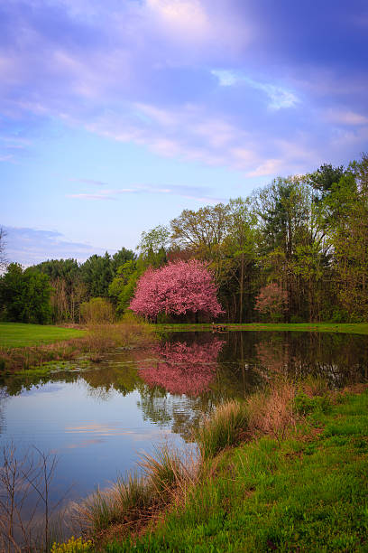 Sunrise Pond pink flowering tree stock photo