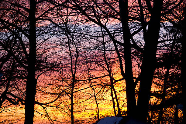 Sunrise through Trees stock photo