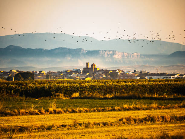 Sunrise with a view from afar of a small town of Pla d'Urgell, Golmes, in Lleida. Spain Sunrise with a view from afar of a small town of Pla d'Urgell, Golmes, in Lleida., With flying birds and the Montroig mountains. Catalonia, Spain catalonia stock pictures, royalty-free photos & images
