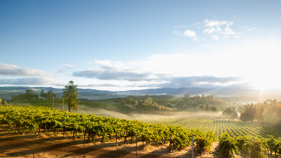 Sunrise overlooking a vineyard in Lake County, a tranquil, scenic Northern California wine district.