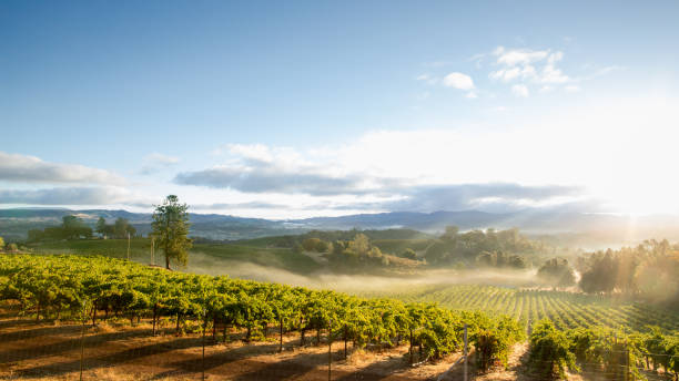 Sunrise with morning mist over scenic vineyard in California Sunrise overlooking a vineyard in Lake County, a tranquil, scenic Northern California wine district. vineyard stock pictures, royalty-free photos & images