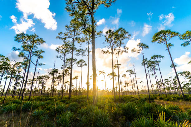 Sunset among Florida pines in protected wetlands stock photo