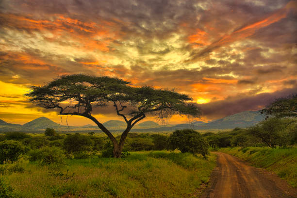 Sunset and sunrise in tsavo east Tsavo West and Amboseli National Park Sunset and sunrise in Tsavo East National Park Tsavo West and Amboseli east africa stock pictures, royalty-free photos & images